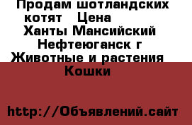 Продам шотландских котят › Цена ­ 3 000 - Ханты-Мансийский, Нефтеюганск г. Животные и растения » Кошки   